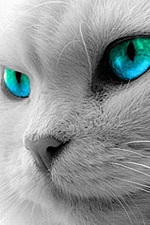 Avatar Ssvet