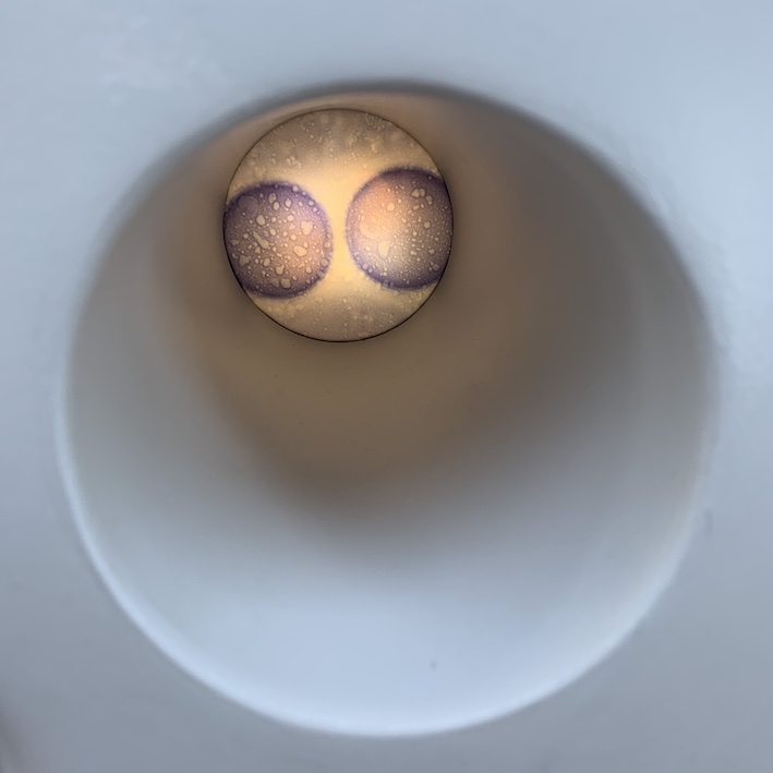 Avatar Snail